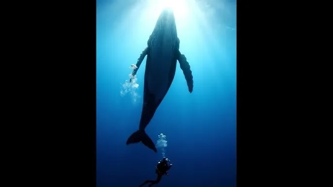 手机充电越来越慢 - 深蓝星球：探索海洋深处的未知世界